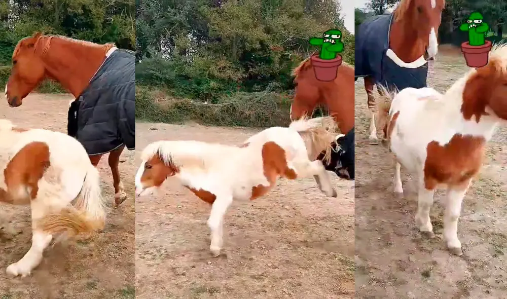 El pony no soportó que su 'amigo' caballo se llevara toda la atención, por ello reacciona de una forma graciosa que hizo reír a miles de cibernautas. Foto: captura de TikTok