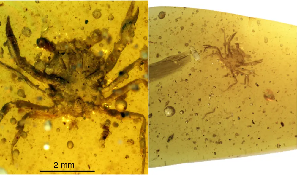 'Cretapsara athanata' es el fósil de cangrejo más antiguo y mejor conservado jamás hallado. Foto: Javier Luque / Lida Xing