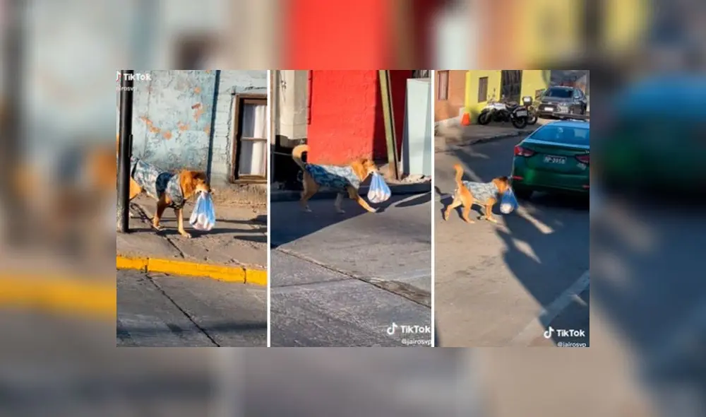 El animal impresionó a miles de internautas en redes sociales. Foto: captura de TikTok