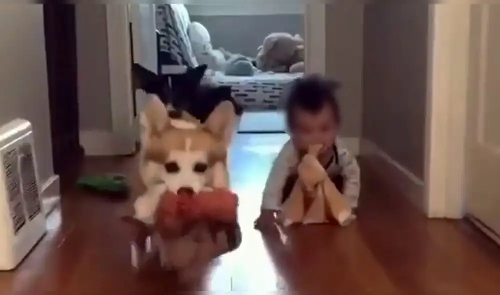 Un pequeño infante es visto con los juguetes de sus mascotas. Foto: captura de Twitter