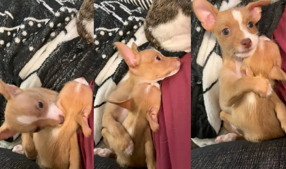 Winston abraza a su 'hermana' Winnie mientras descansan. Foto: captura de YouTube