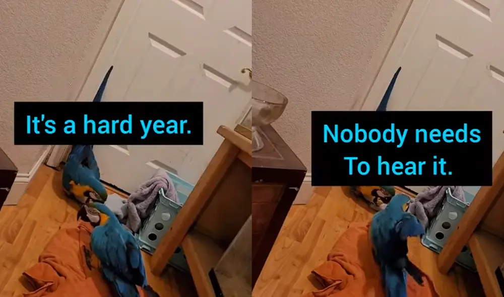 Chopper es el segundo guacamayo, quien vocalizó gran parte de la conversación. Foto: captura de YouTube Chopper es el segundo guacamayo, quien vocalizó gran parte de la conversación. Foto: captura de YouTube