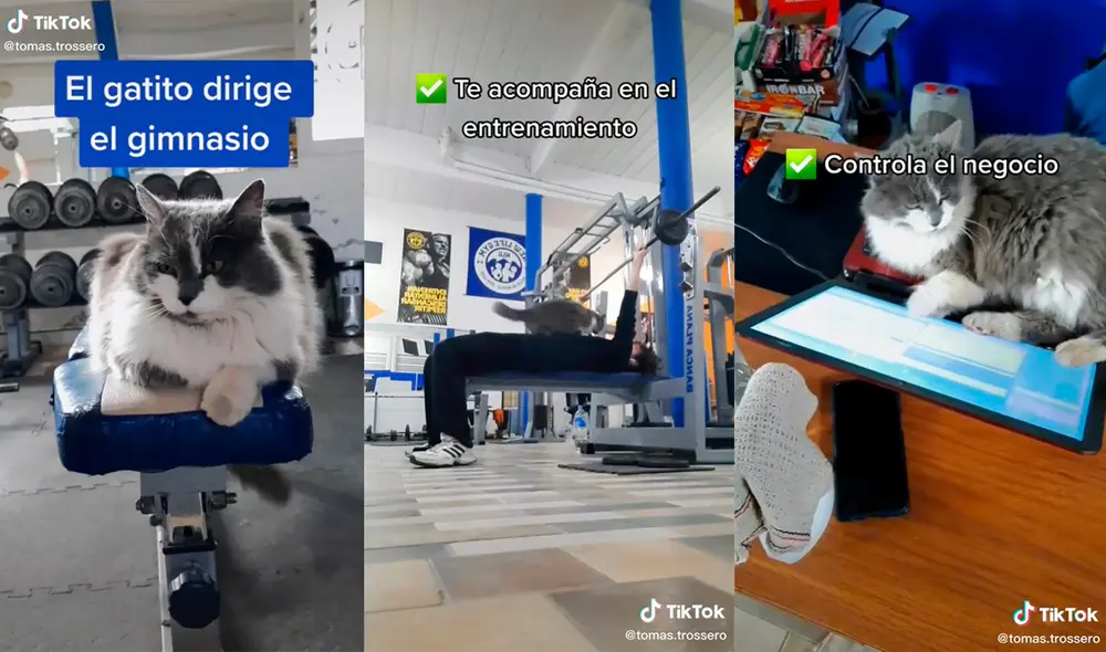 El minino logró tocar el corazón de miles de usuarios con la tierna escena que protagonizó. Foto: captura de TikTok El minino logró tocar el corazón de miles de usuarios con la tierna escena que protagonizó. Foto: captura de TikTok
