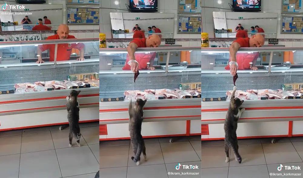 El minino cautivó al sujeto con su enternecedora actuación. Foto: captura de TikTok