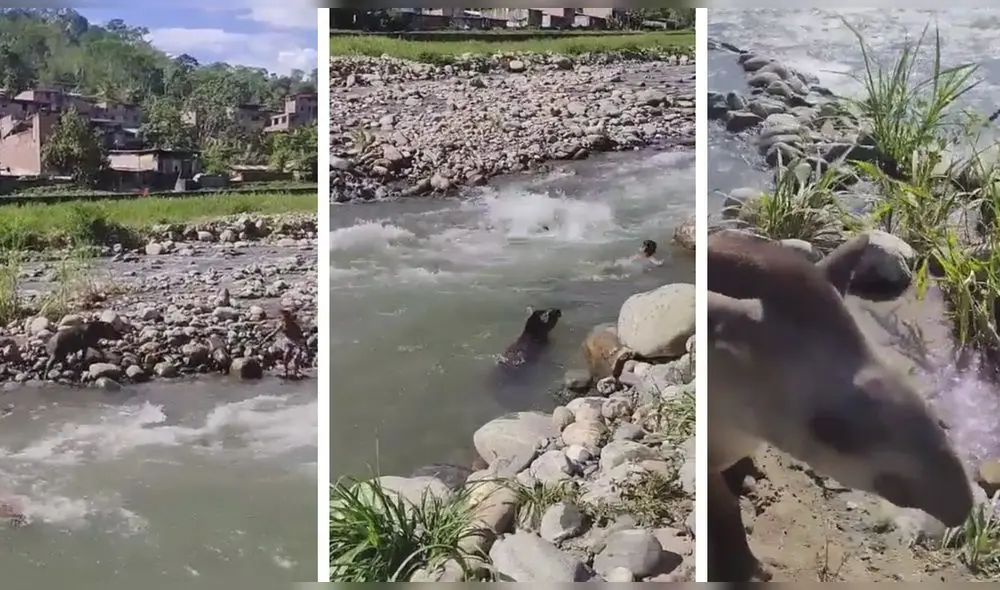 La complicidad entre unos niños y un animal en peligro de extinción conmueve la audiencia de Facebook. Foto: captura de Facebook
