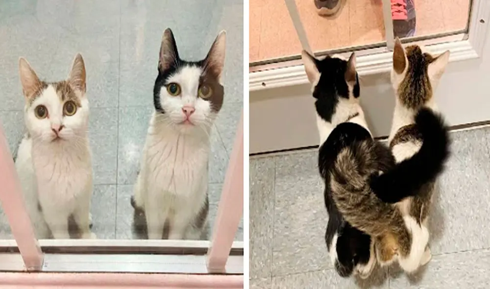 A diario, unas gatitas tratan de llamar la atención de las personas para conseguir un nuevo hogar al lado de sus bebés recién nacidos. Foto: Exploits Valley SPCA/ Facebook