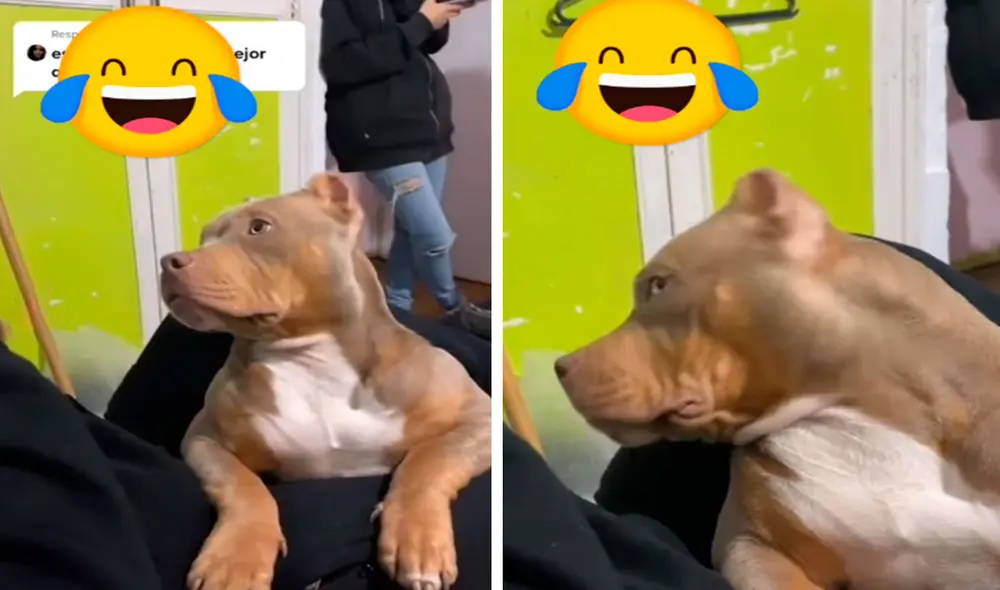 Un perrito cometió una travesura en su casa, pero no imaginó que lo iban a castigar de una singular forma tras ser atrapado por su dueño. Foto: captura de Facebook