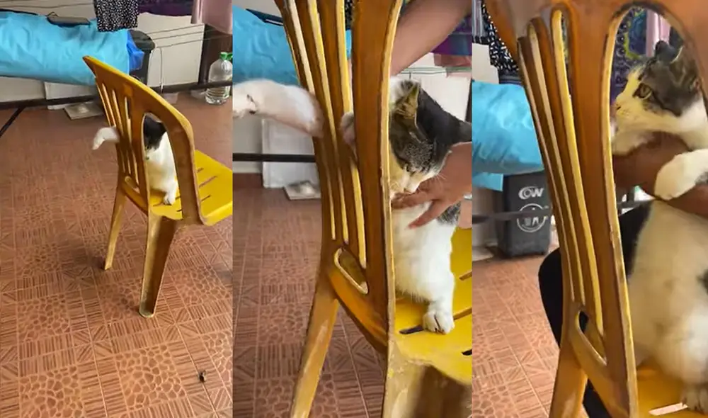 Según su dueña, el gato suele hacer travesuras como esta. Foto: captura de YouTube