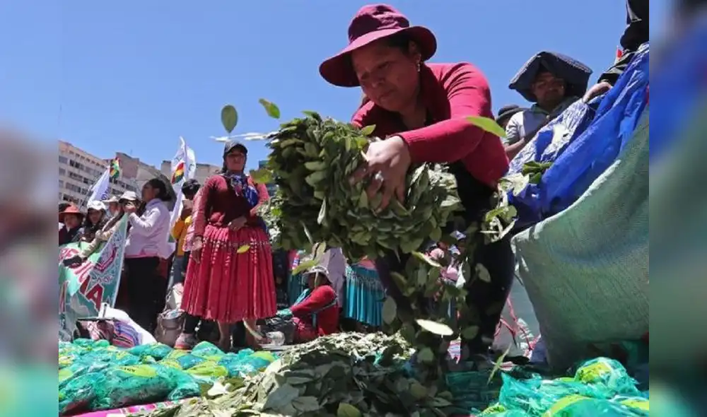 El objetivo es promover el masticado y la revalorización de la planta. Foto: EFE