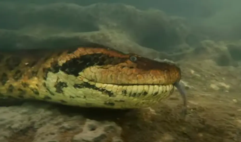 El video viral ha sido publicado en el canal Rumble Viral. Foto: captura de YouTube