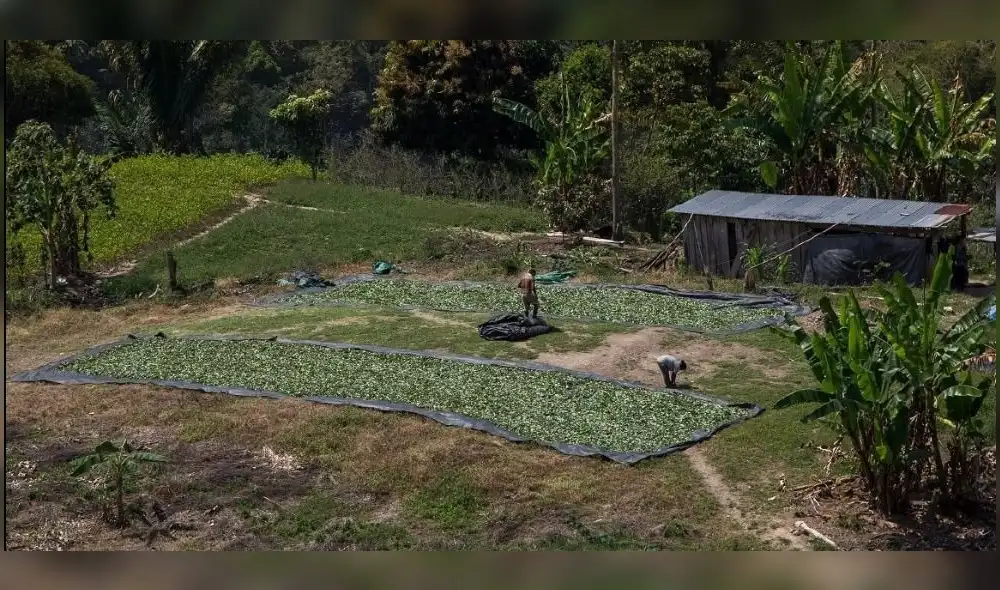 Solo el 10% de la producción de la hoja de coca es adquirida por la Empresa Nacional de la Coca (Enaco). Foto: Municipalidad de Kimbiri.