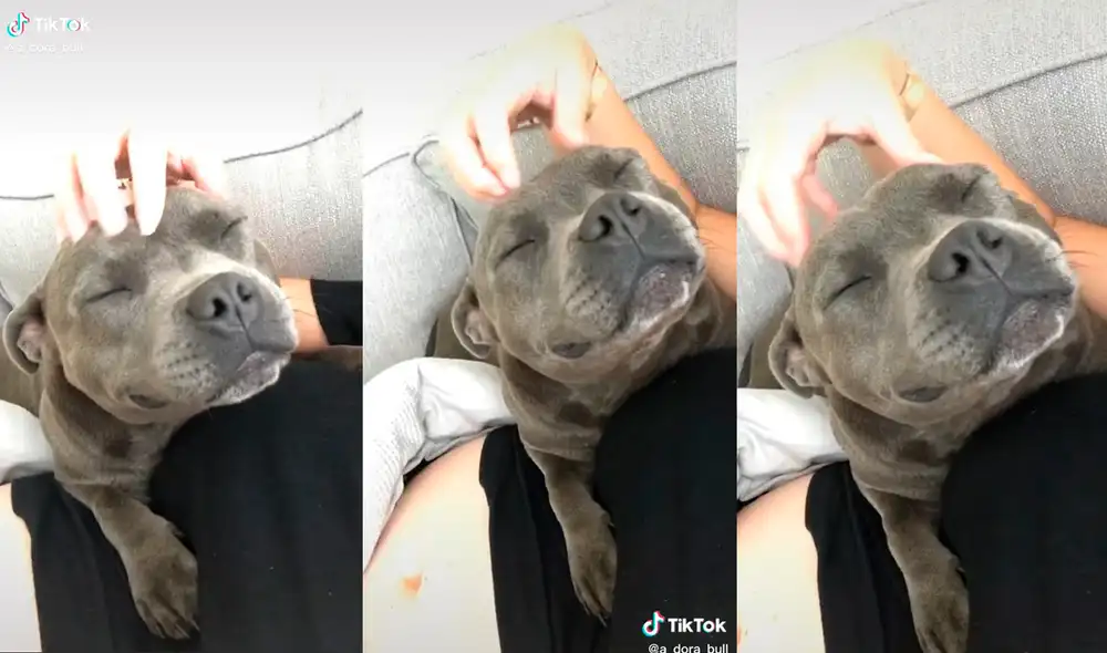 El tierno animal desarrolló una conmovedora escena junto a su dueña. Foto: captura de TikTok