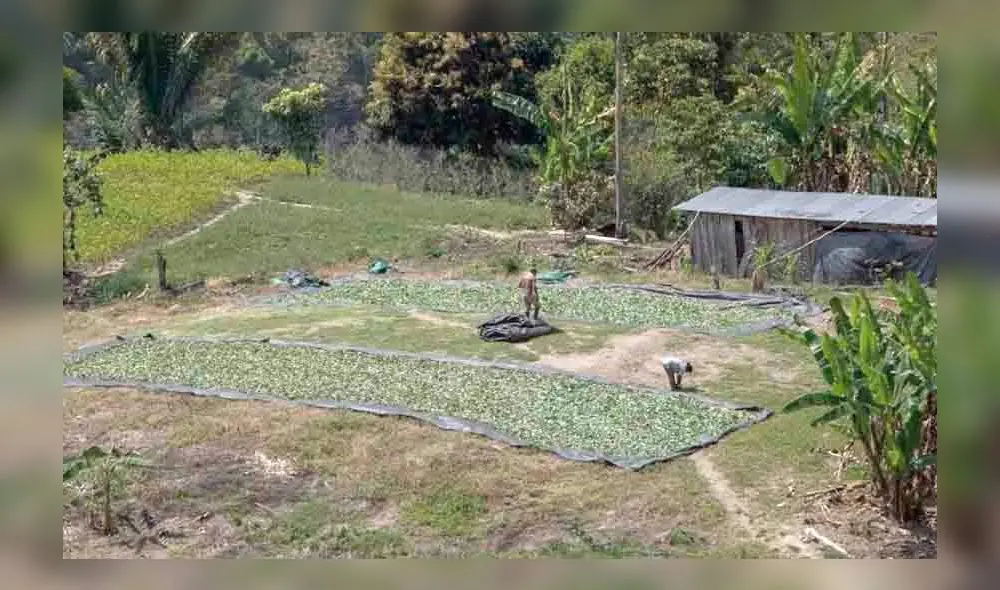 Cultivos. Pobladores de Kimbiri se dedican al cultivo de la hoja de coca.
