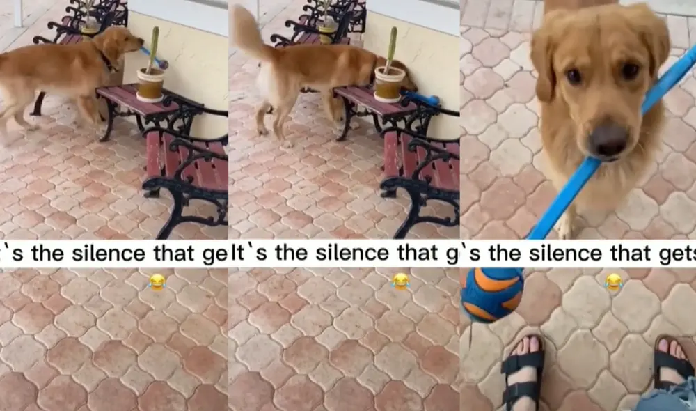 El perrito se acercó a su dueña para disculparse por haber roto la maceta mientras sostenía en su boca el juguete con el que ocasionó la tragedia. Foto: captura de TikTok