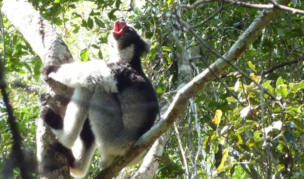Los Indri son los lémures más grandes de Madagascar y se caracterizan por ser una de las pocas especies de mamíferos 'cantores'. Foto: Greatdays travel group Los Indri son los lémures más grandes de Madagascar y se caracterizan por ser una de las pocas especies de mamíferos 'cantores'. Foto: Greatdays travel group
