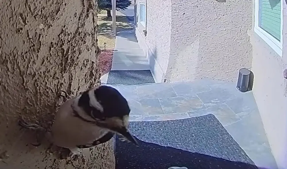 Este acontecimiento ocurrió en un hogar de Alberta, Canadá. Foto: captura de YouTube