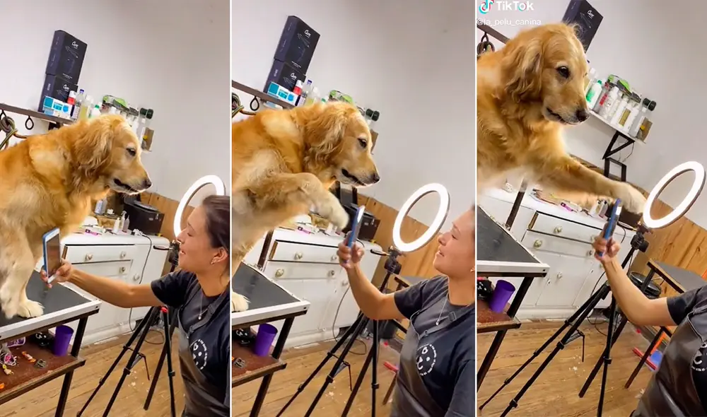 Mientras la joven acercaba su teléfono para tomarle algunas fotografías de su pelaje, el perro alzaba su pata y trataba de retirar el celular de su rostro. Foto: captura de TikTok