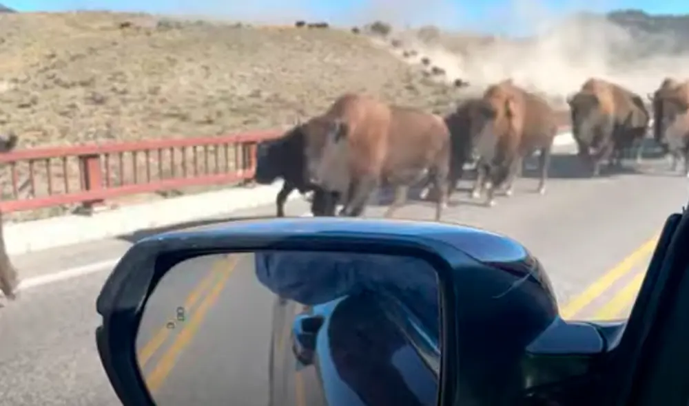 El video ha sido compartido en el canal ViralHog. Foto: captura de YouTube El video ha sido compartido en el canal ViralHog. Foto: captura de YouTube