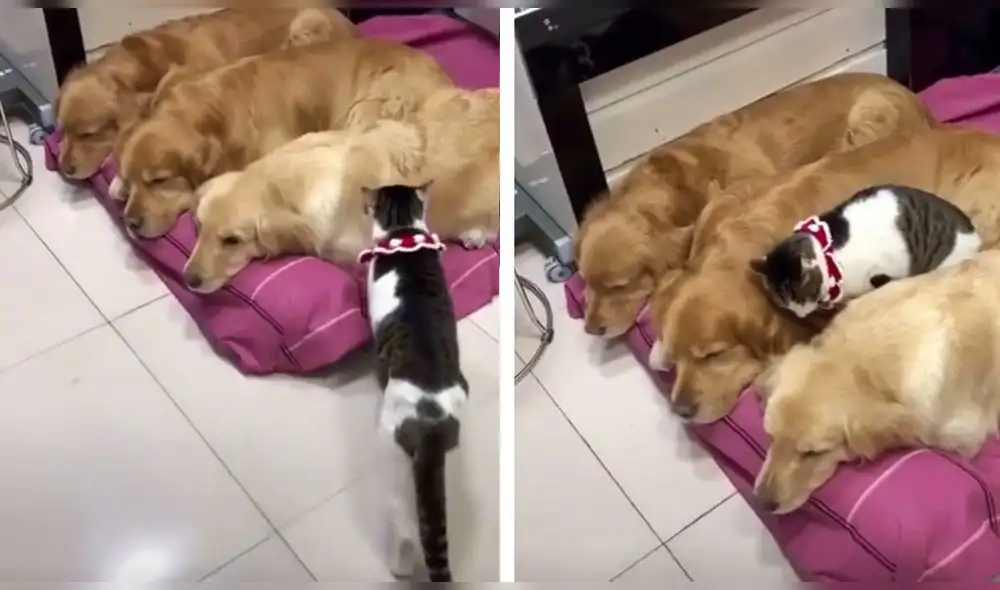 Un gato se sumó a la hora de la siesta de tres caninos. Foto: composición/capturas de TikTok Un gato se sumó a la hora de la siesta de tres caninos. Foto: composición/capturas de TikTok