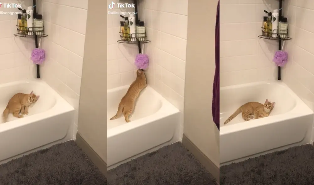 El minino disfrutaba jugar con el artículo de aseo, pero ante el reclamo de su dueña su comportamiento 'molesto' generó la risa en los usuarios. Foto: captura de TikTok