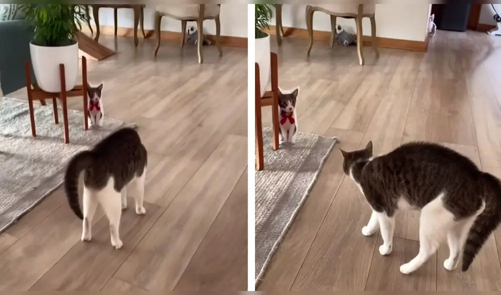 Un obsequio asusta inesperadamente a un gato. Foto: composición/capturas de TikTok