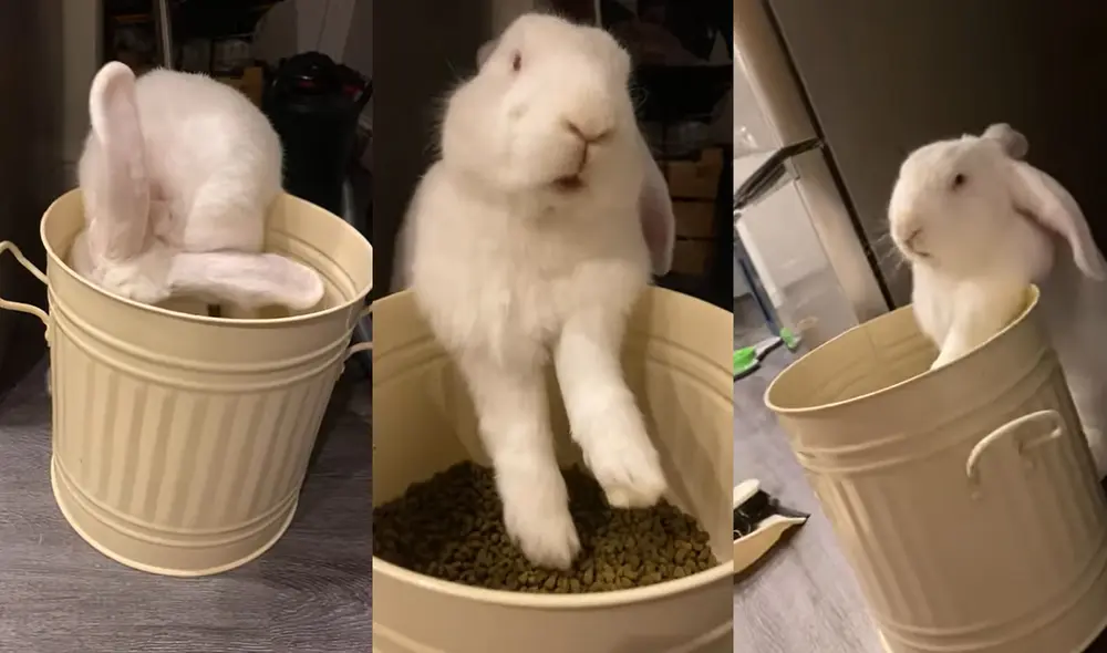 La mujer confesó que su engreído también disfruta de verduras frescas. Foto: captura de YouTube