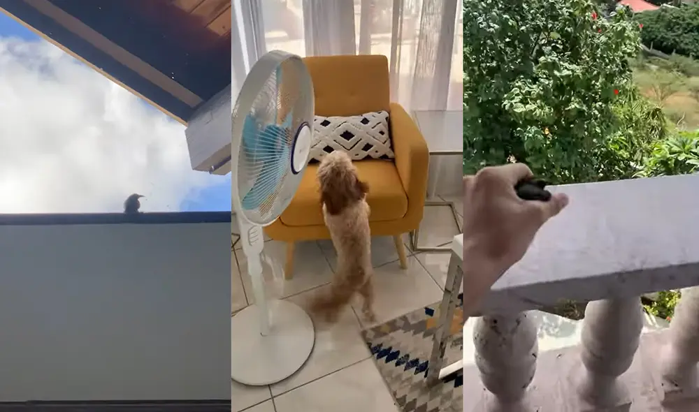 Esto ocurrió en el clima tropical de la capital de Curazao, Willemstad. Foto: captura de YouTube