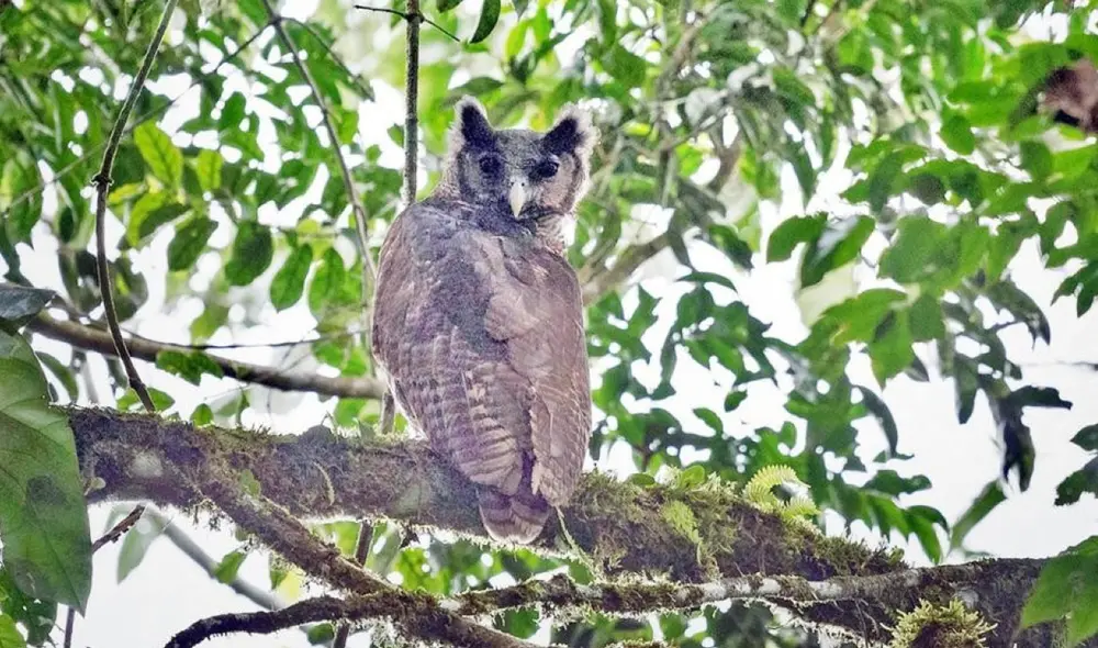 El búho de franjas fue avistado en su estado salvaje después de un siglo y medio. Foto: Imperial College London/Dr. Robert Williams El búho de franjas fue avistado en su estado salvaje después de un siglo y medio. Foto: Imperial College London/Dr. Robert Williams