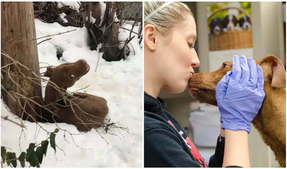 La historia viral que ha conmovido a miles de personas a través de YouTube terminó con un final feliz. Foto: Stray Rescue of St. Louis