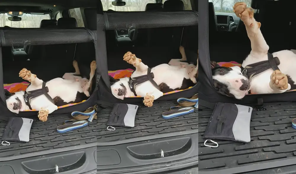 El perrito salió a pasear por un parque ubicado en Goode, Virginia, USA. Foto: captura de YouTube El perrito salió a pasear por un parque ubicado en Goode, Virginia, USA. Foto: captura de YouTube