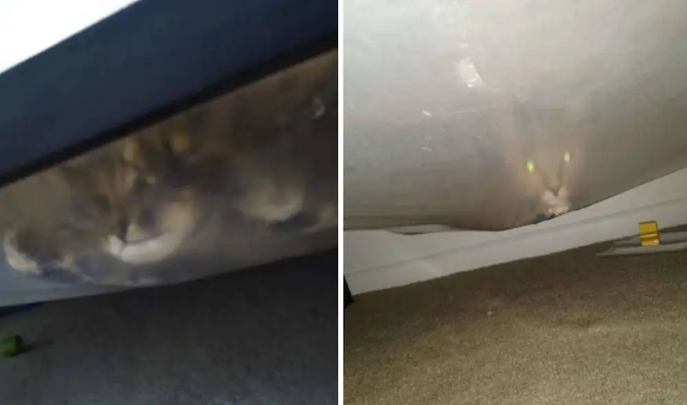 Una madre escuchó las quejas de su hijo al creer que había un monstruo y no dudó en ayudarlo, pero no imaginó que solo se trataba de una travesura de su mascota. Foto: Jeni Koyle/ Facebook Una madre escuchó las quejas de su hijo al creer que había un monstruo y no dudó en ayudarlo, pero no imaginó que solo se trataba de una travesura de su mascota. Foto: Jeni Koyle/ Facebook