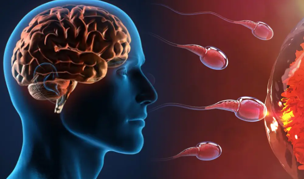 Según los investigadores, el estudio podría ayudar a idear tratamientos contra la infertilidad masculina. Foto: composición Según los investigadores, el estudio podría ayudar a idear tratamientos contra la infertilidad masculina. Foto: composición