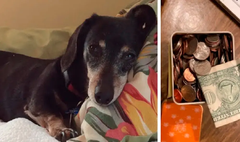 Un perrito impresionó con sus habilidades de rastreo al conseguir un total de 250 dólares entre monedas y billetes durante sus paseos. Foto: captura de Facebook