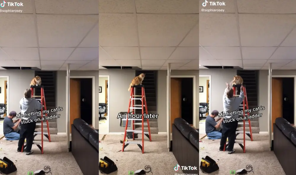 La minina prefería pasar su momento de descanso sobre una escalera a pesar de los intentos de su dueña por bajarla. Foto: captura de TikTok La minina prefería pasar su momento de descanso sobre una escalera a pesar de los intentos de su dueña por bajarla. Foto: captura de TikTok