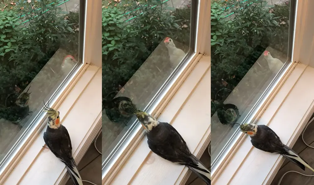 La ventana pertenece a un espacio cercano al comedor de la casa. Foto: captura de YouTube