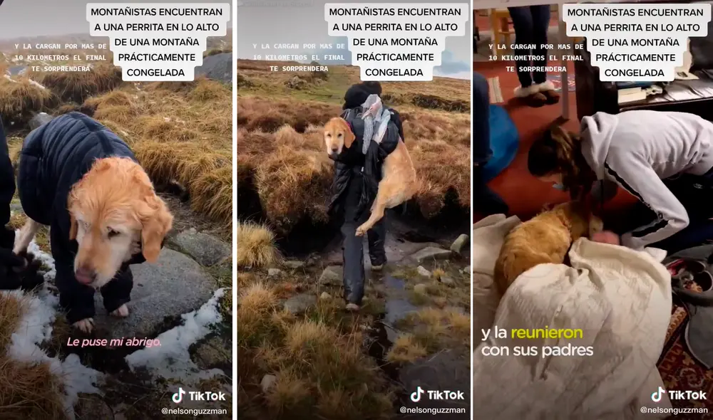 La mascota no se rindió y esperó que alguien la rescate de lo alto de la montaña cubierta de nieve. Foto: captura de TikTok