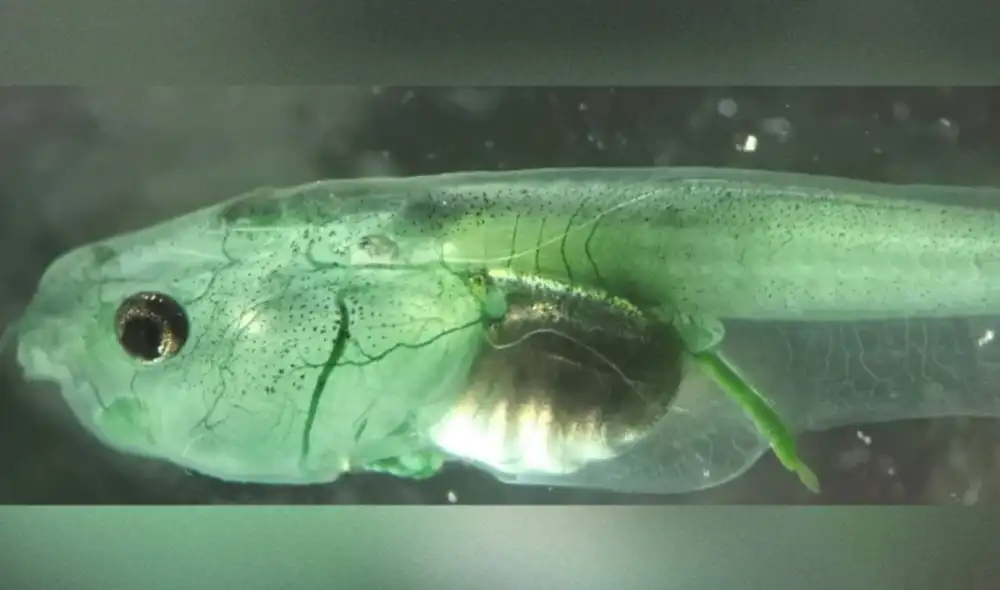 Los científicos esperan que los resultados del experimento sean un primer paso para tratar patologías como ataques cardíacos en humanos. Foto: Ozugur et al. / iScience