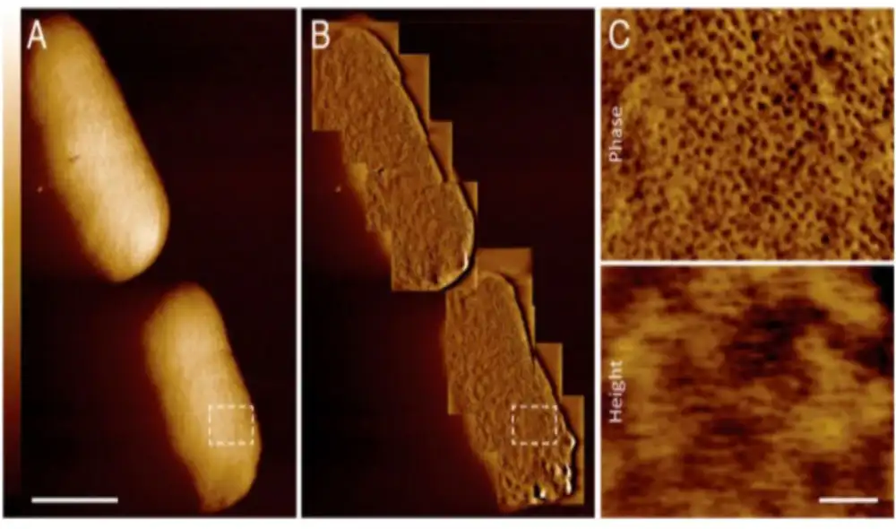 Escaneos de microscopía de la membrana externa de bacteria. Foto: Benn et al., PNAS, 2021 Escaneos de microscopía de la membrana externa de bacteria. Foto: Benn et al., PNAS, 2021