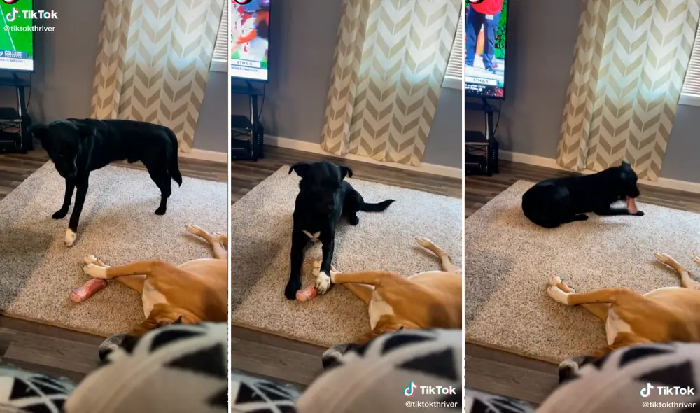 El perro disimuladamente se acercó a su amigo y le robó su juguete preferido. Foto: captura de TikTok