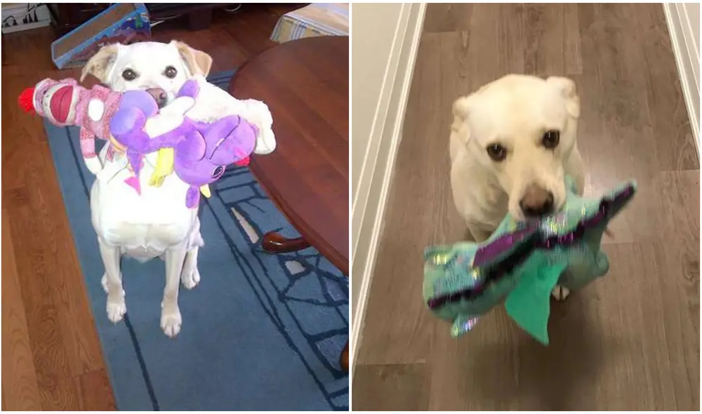 Según su ‘mamá’ humana, ella es amigable y tiene una personalidad dulce que la hace única. Foto: Kyla Pearce