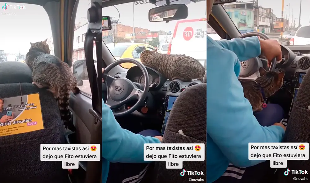 El hombre fue elogiado por su gran gesto de empatía con el minino. Foto: captura de TikTok