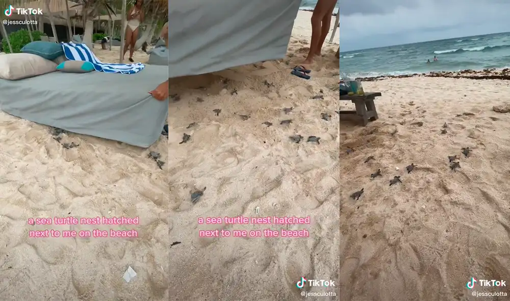 Los turistas no pudieron ocultar su sorpresa por la presencia de los pequeños animales. Foto: captura de TikTok Los turistas no pudieron ocultar su sorpresa por la presencia de los pequeños animales. Foto: captura de TikTok