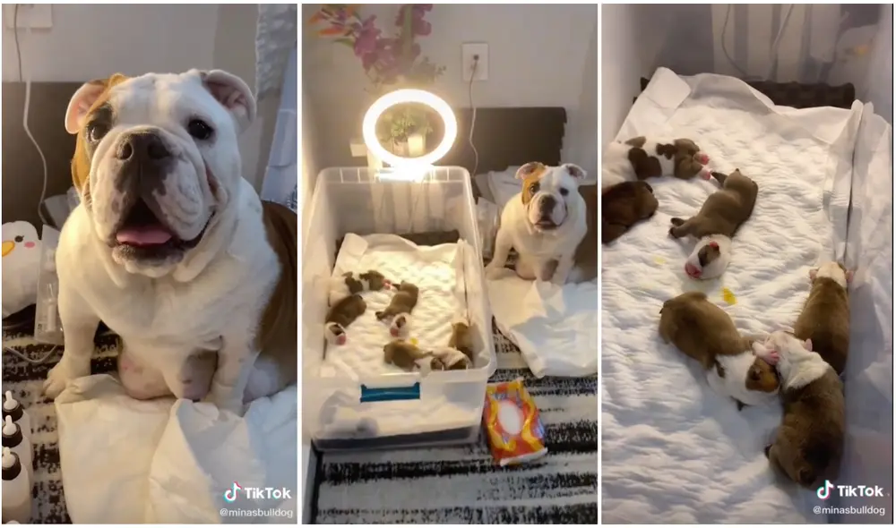 El clip fue compartido en TikTok por su 'mamá' humana y ya suma casi tres millones de likes. Foto: captura de video de TikTok El clip fue compartido en TikTok por su 'mamá' humana y ya suma casi tres millones de likes. Foto: captura de video de TikTok