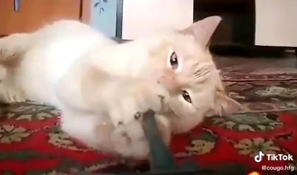 El minino cautivó a miles de cibernautas con su tierna actuación. Foto: captura de TikTok