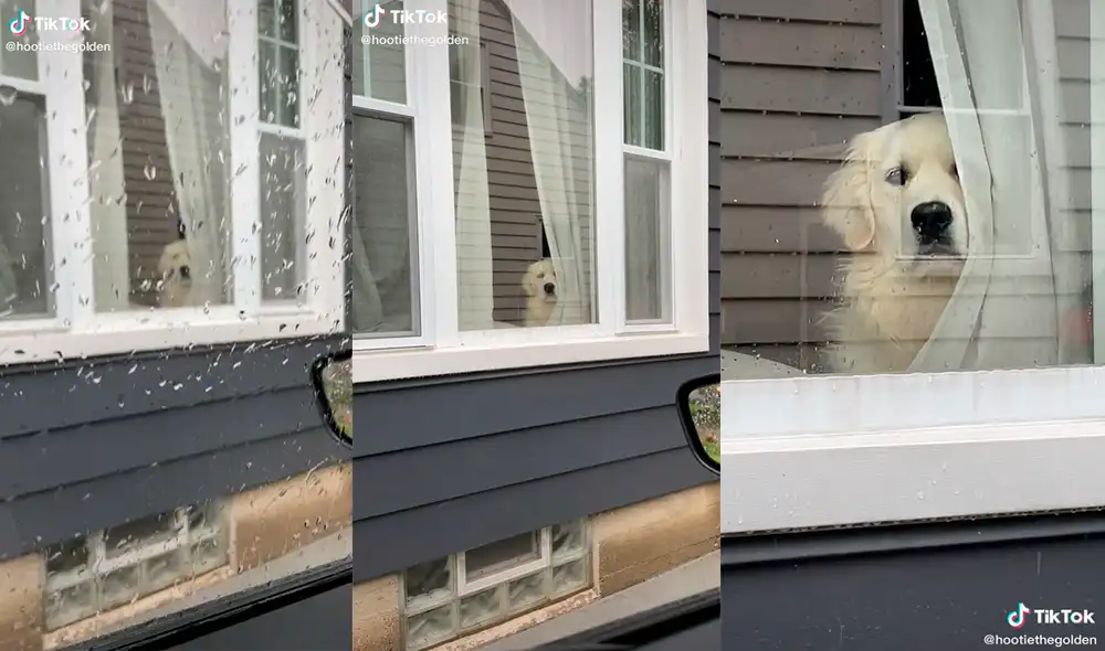 El can logró tocar el corazón de miles de usuarios por su tierna actitud con su dueño. Foto: captura de TikTok