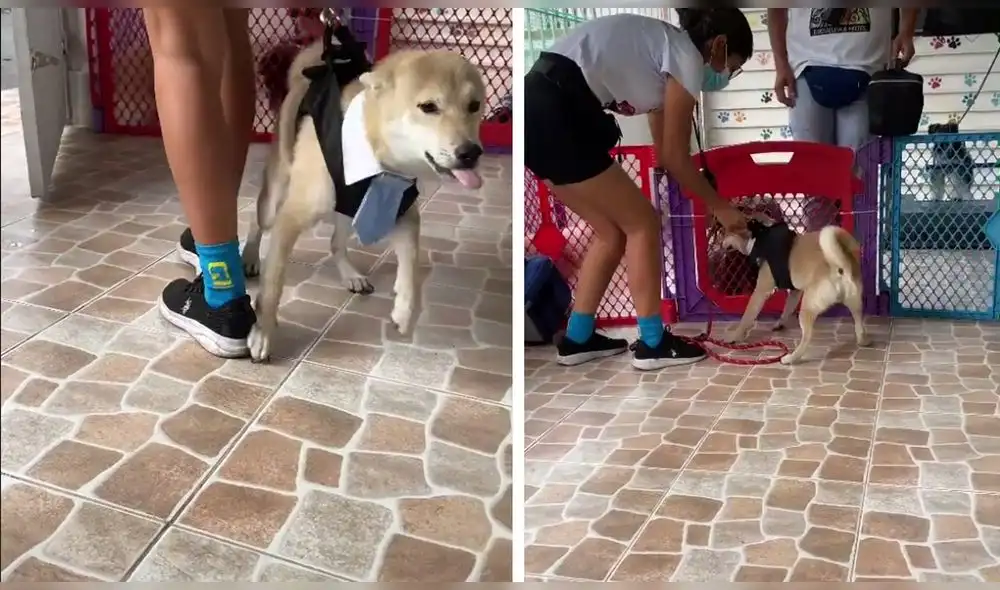 El conmovedor reencuentro de un can con sus 'compañeros' de la 'escuelita'. Foto: captura de TikTok El conmovedor reencuentro de un can con sus 'compañeros' de la 'escuelita'. Foto: captura de TikTok