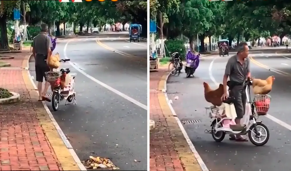 Las obedientes gallinas tomaron sus respectivos lugares en la moto para volver a casa. Foto: captura de TikTok Las obedientes gallinas tomaron sus respectivos lugares en la moto para volver a casa. Foto: captura de TikTok