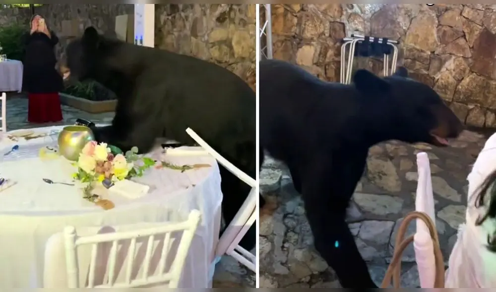 La presencia de un oso interrumpe la cena de unos invitados. Foto: captura de TikTok