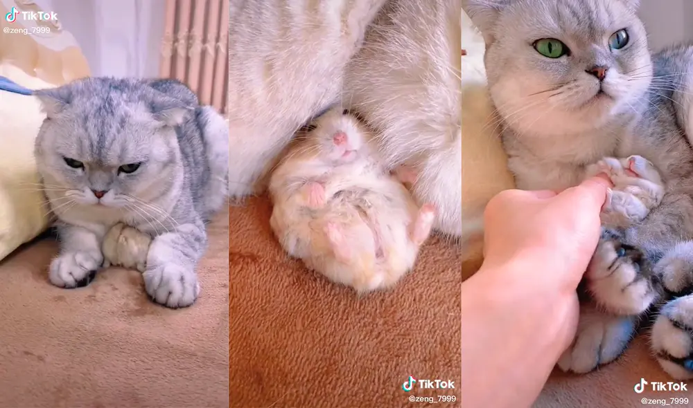 La adorable dupla logró cautivar a su dueño con el gran vínculo que mantienen. Foto: captura de TikTok