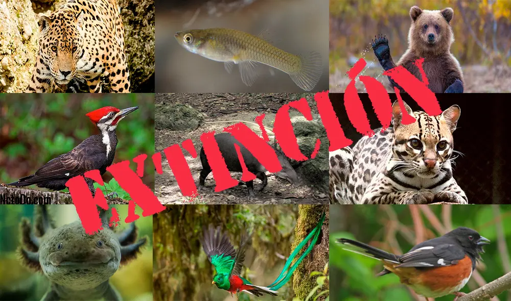 Lista de animales en peligro de extinción en México 2021. Foto: composición/La República